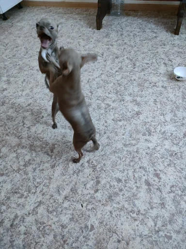 Sticker OwrStich - 1