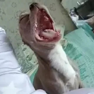 Стикер Стич - 11