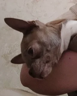 Стикер Стич - 7