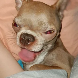 Стикер Стич - 3