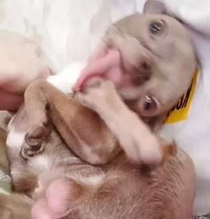 Стикер Стич - 6