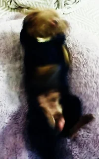 Стикер Стич - 2