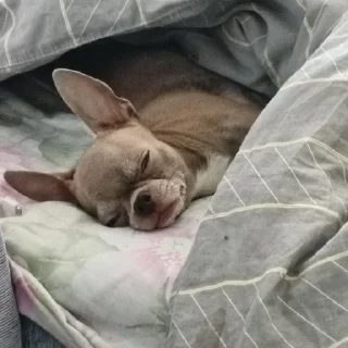 Стикер Стич - 1