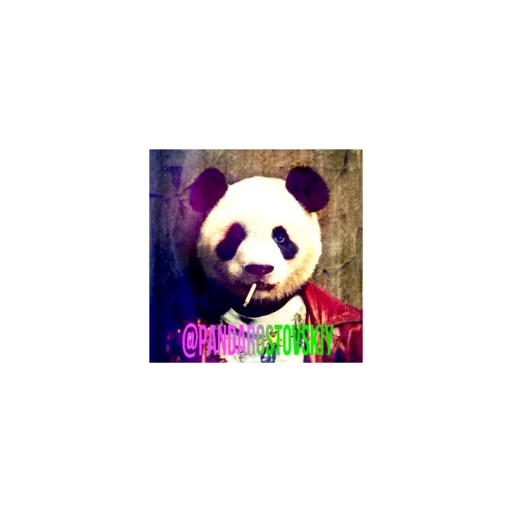 panda bear animal