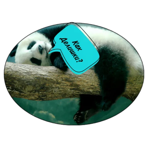 animal mammal panda