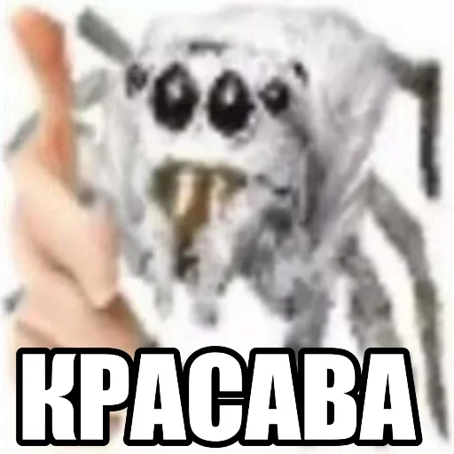 КРАСАВА - 