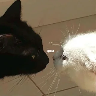 Sticker Больше стиков тут: @stikery4 - 8