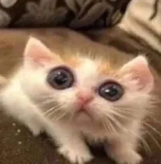 Стикер Мой стикерпак @moyi_stikery_bot - 1