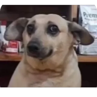 Стикер PEACEXLLOVE🦋 - 1