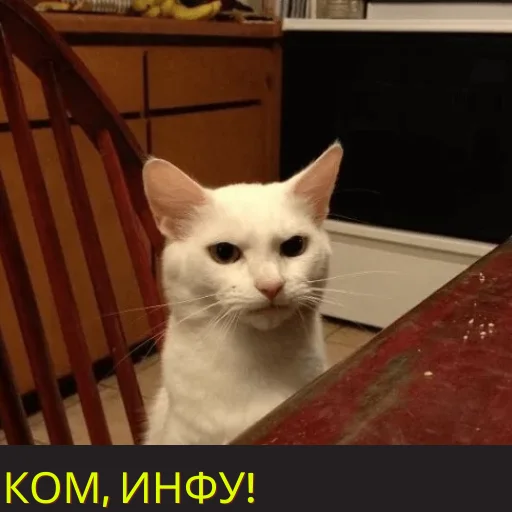 small to medium-sized cats domestic cat mammal