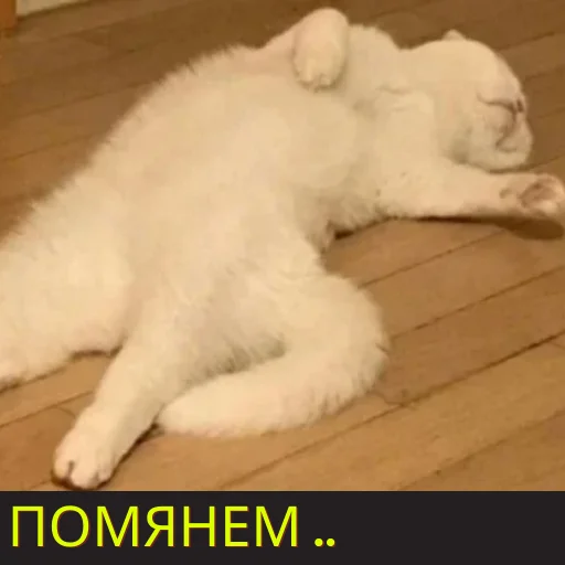 animal mammal felidae