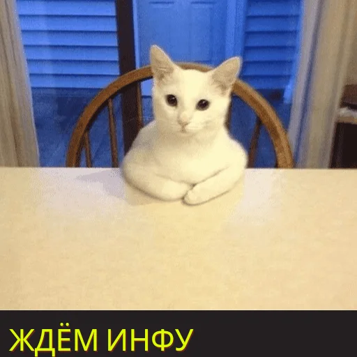 small to medium-sized cats felidae indoor