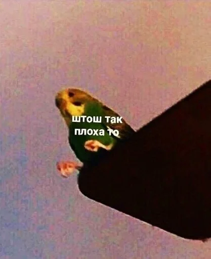 СМС птица мультфильм