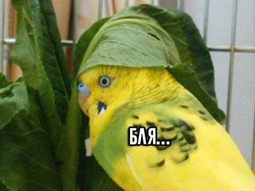 птица животное попугай