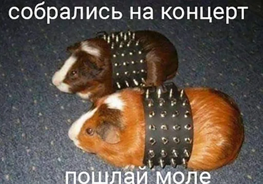 животное млекопитающее домашнее животное