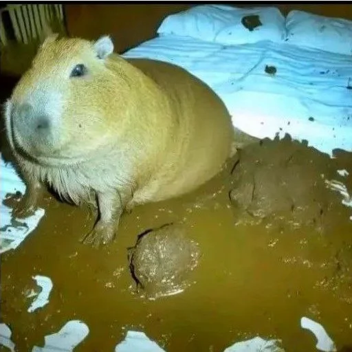 Капибара в какашках - 