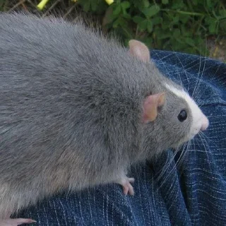 Sticker Капибара в какашках - 0