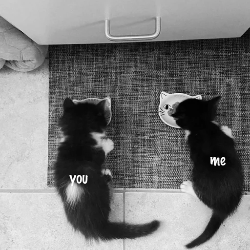 black and white small to medium-sized cats black