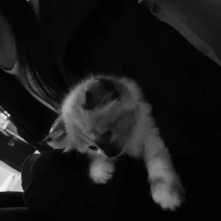 animal mammal black and white