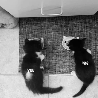 black and white small to medium-sized cats black