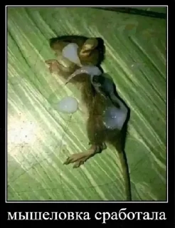 Стикер Больше стикеров: @sticerru - 7