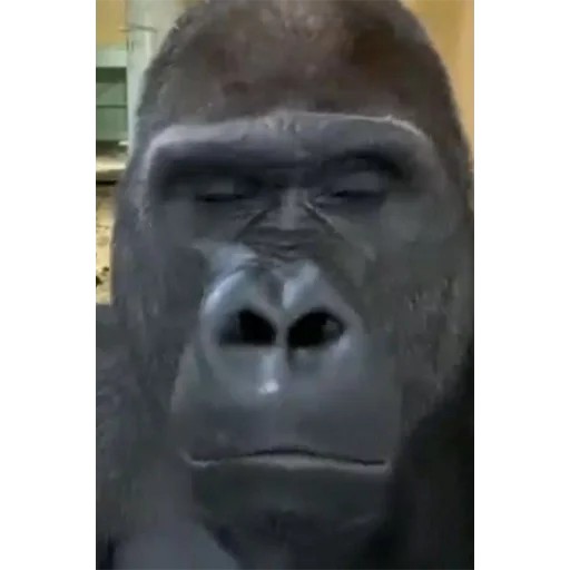 Стикер PLSKINAKEDBENTYAGA - 1