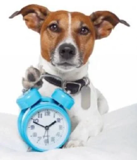 animal clock dog breed