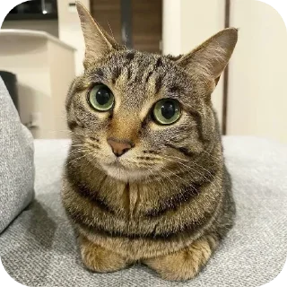 Sticker Больше стиков тут: @stikery4 - 11