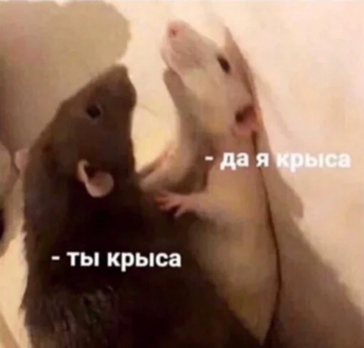 Стикер кык - 8