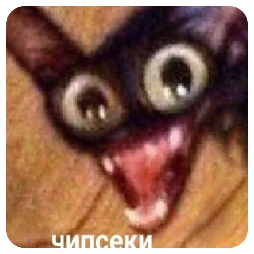 животное млекопитающее СМС