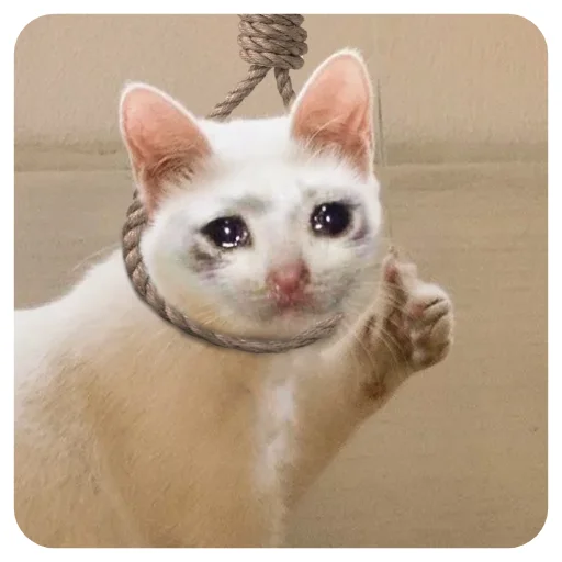 животное млекопитающее кошка