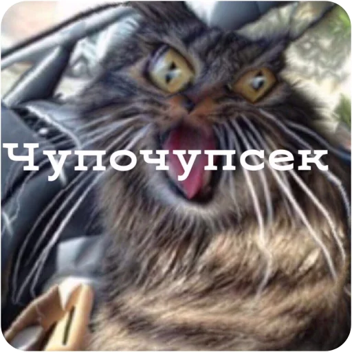 животное млекопитающее кошка