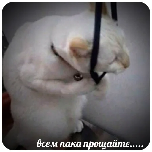 животное млекопитающее домашнее животное