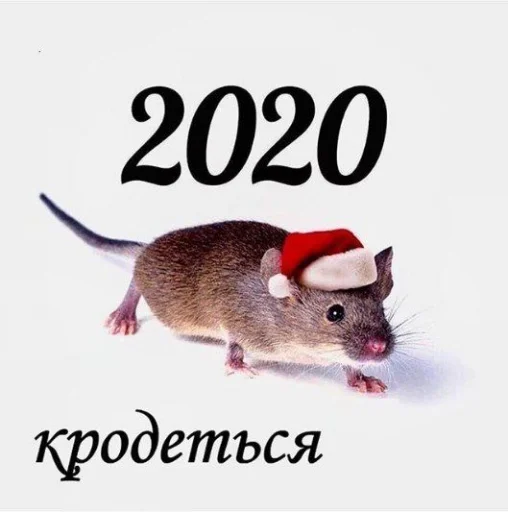 СМС крыса грызун