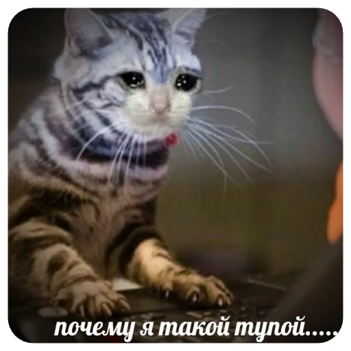 животное млекопитающее кошка