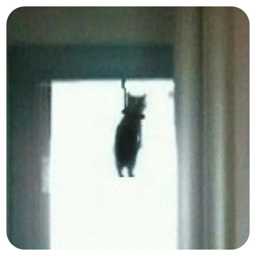 кошка СМС животное