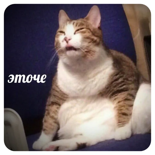 животное кошка млекопитающее