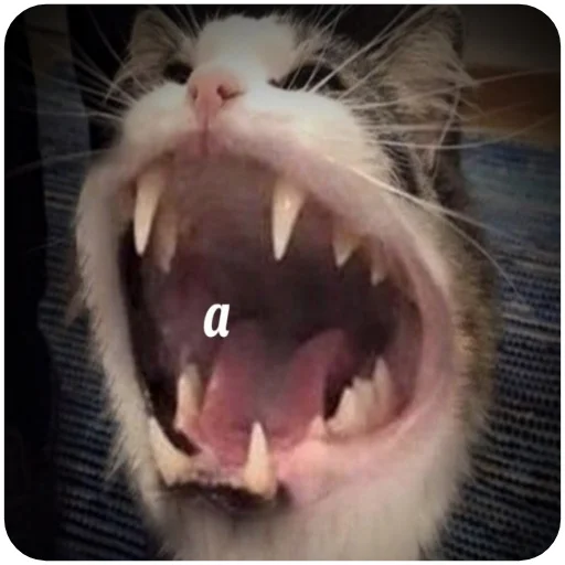 животное млекопитающее клык