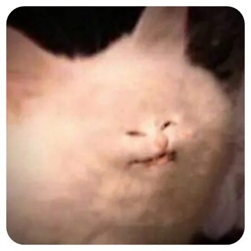 animal mammal small to medium-sized cats