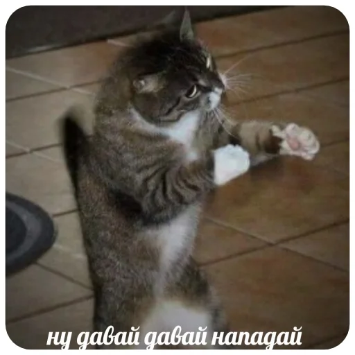 cat mammal domestic cat