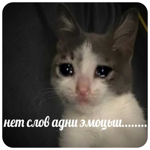 animal mammal domestic cat