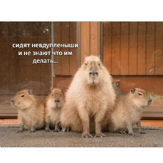 Sticker ПРОсто прекрасно - 6