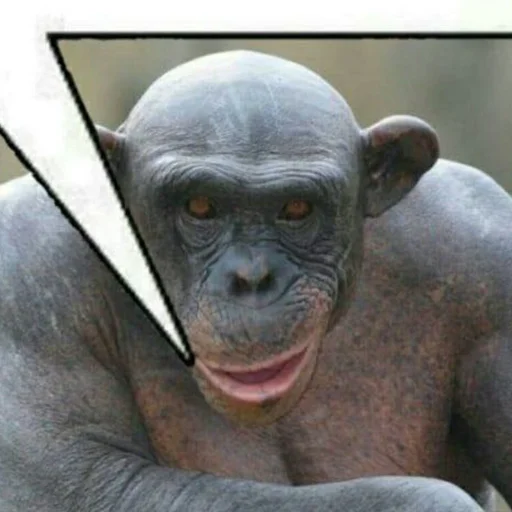 Sticker DAMIR LOX - 0