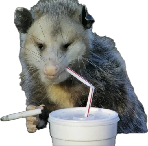 Sticker PUNKSTARRR - 1