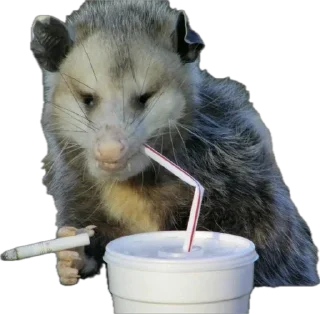 Sticker WWW.PỦNKŞTAŔRR.C②M @PUNKSTA4REAL - 11