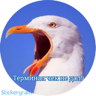 Sticker PUSSY_MONEY_WEED - 5