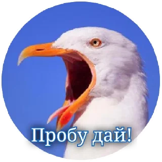 Sticker PUSSY_MONEY_WEED - 10