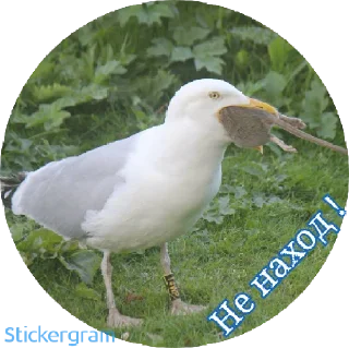 Sticker PUSSY_MONEY_WEED - 9