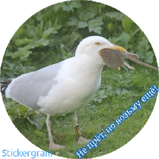 Sticker PUSSY_MONEY_WEED - 8