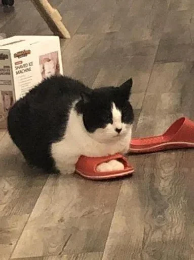 Sticker PWNUPTK_by_stikers_du_ark_bot - 1